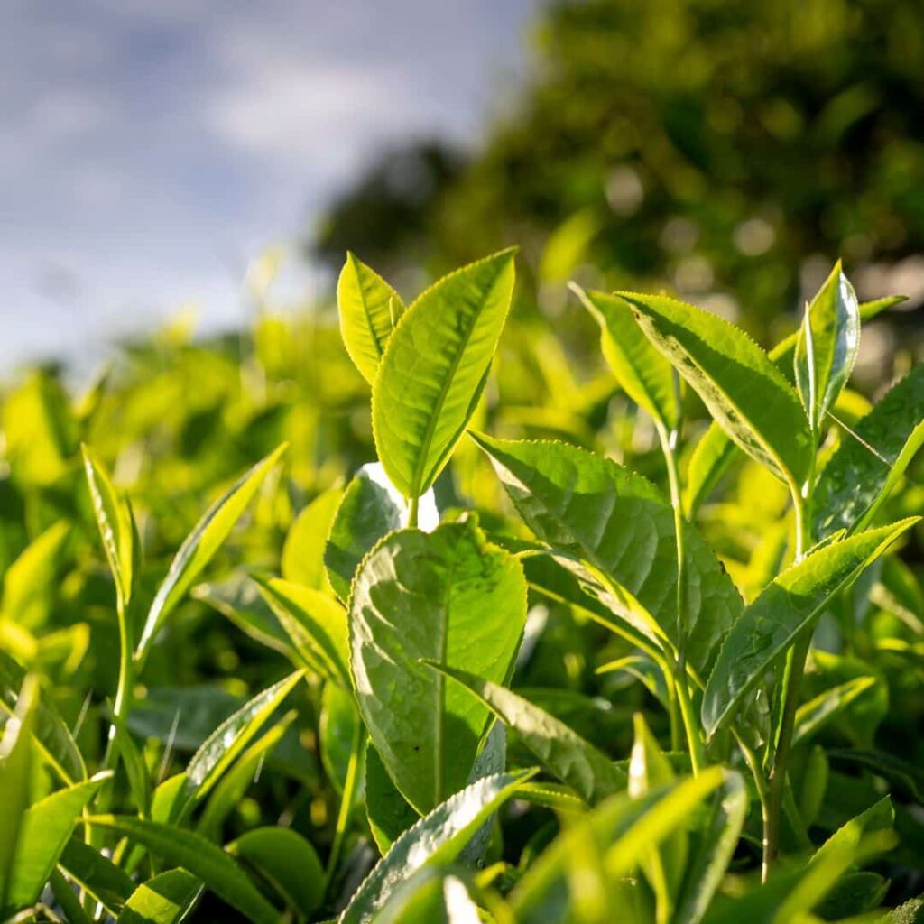 Foglie di tè verdi in un giardino soleggiato.