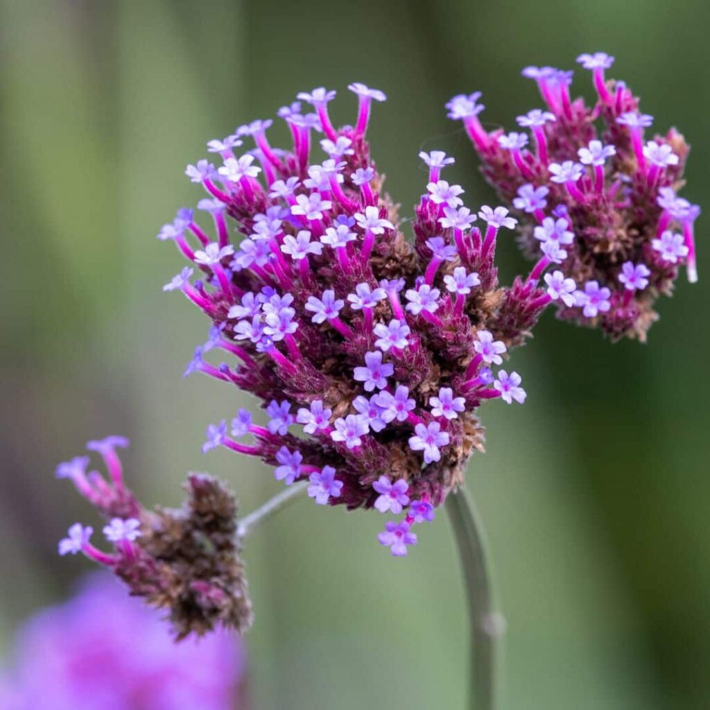 Fiori di lavanda viola in primo piano con sfondo sfocato verde.