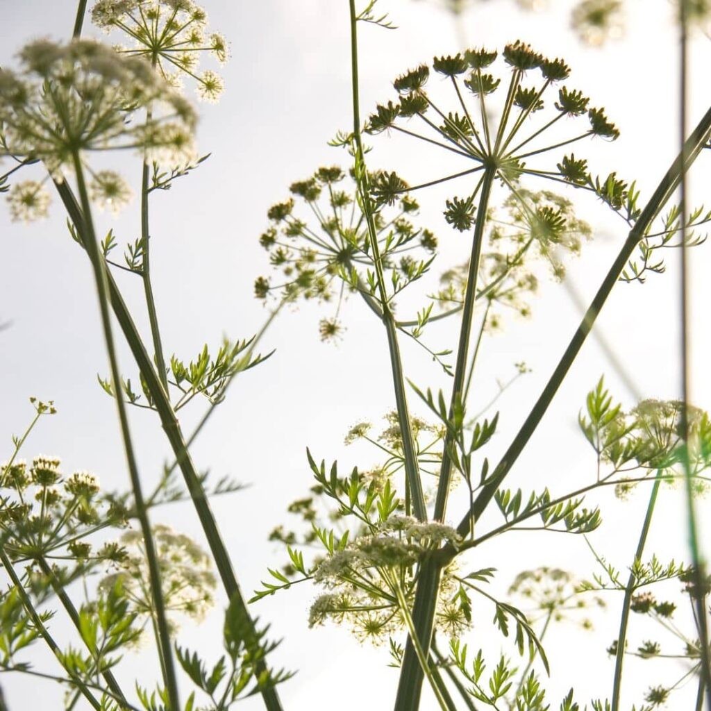 Fiori di finocchio selvatico con foglie verdi e steli sottili.